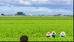 Governo autoriza edital com 40 vagas no Ministério da Agricultura para Técnicos e Auxiliares