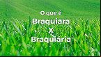 Vazou na Braquiara; veja o significado da expressão que rodou o país