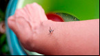 Governo vai dar indenização de R$ 60 mil para crianças com deficiência causada pelo Zika Vírus